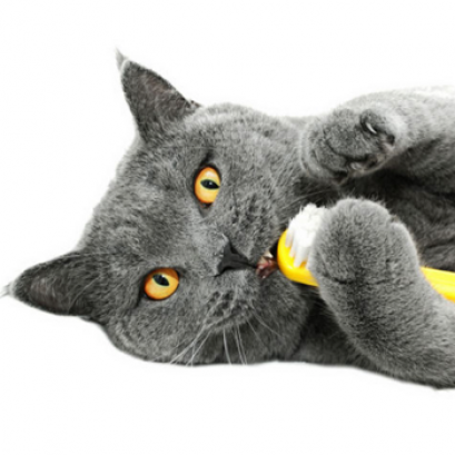 ดูแลสุขภาพช่องปาก (Oral Checkup)